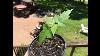 How To Grow Silver Maple Trees From Seed